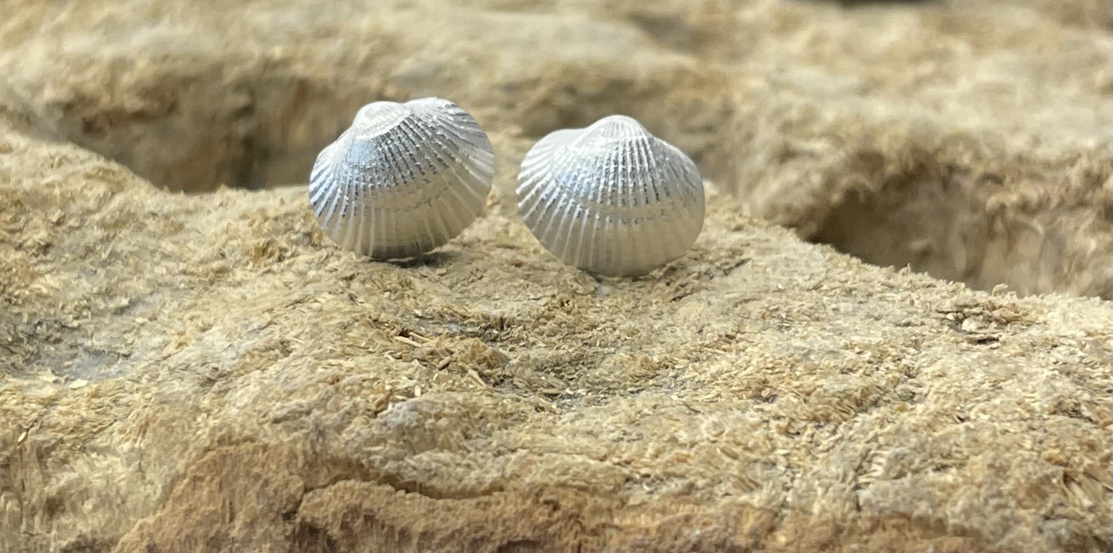 Ohrschmuck Muscheln 
