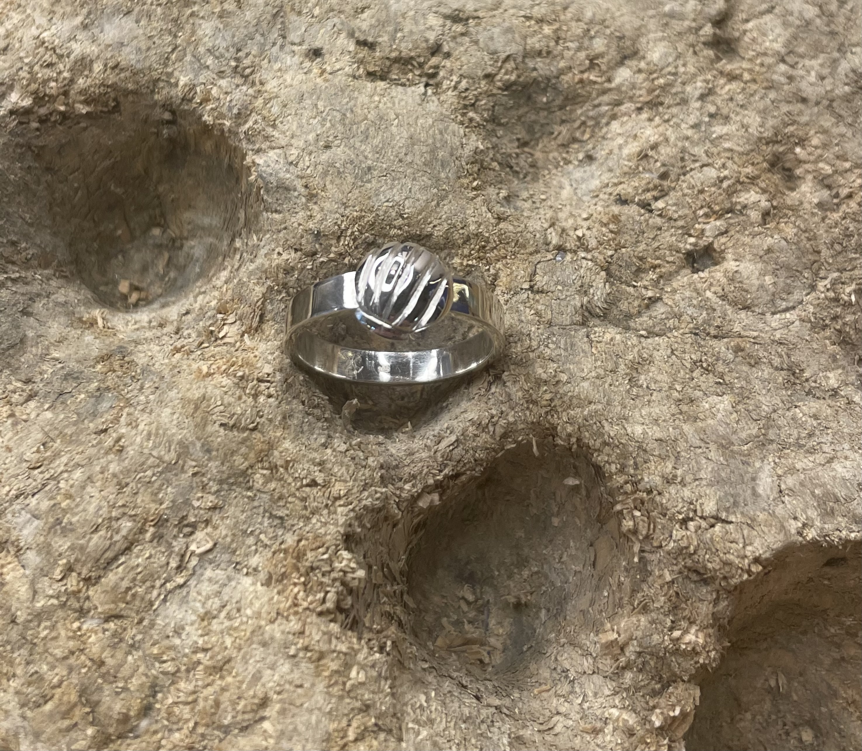 Ring Muschel 